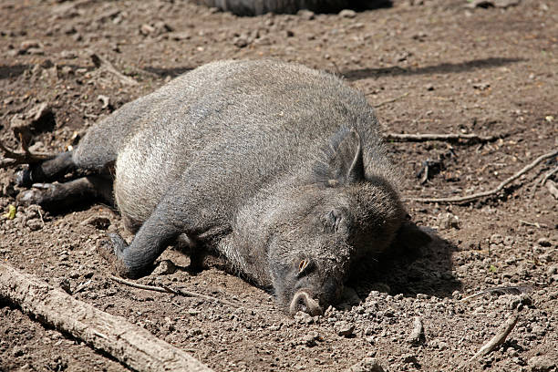 istock Wild boar resting in dry mud 523375768