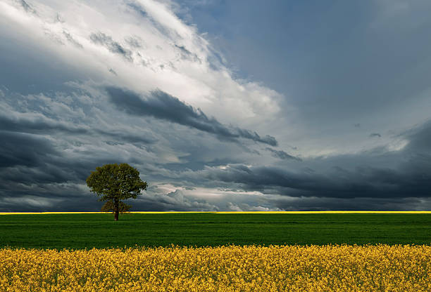 istock Green field with tree and flowers. 523375876