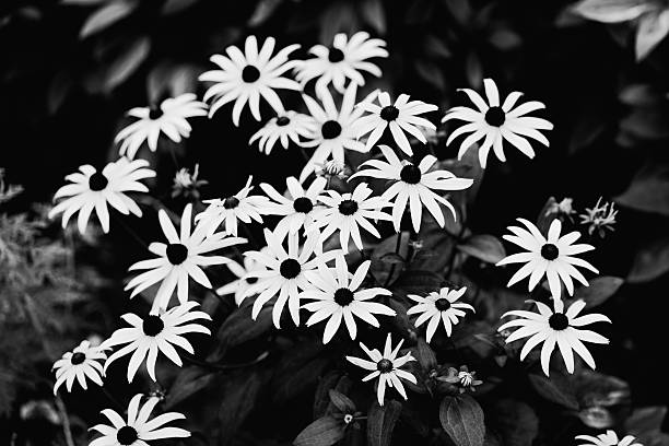 istock Black Eyed Susan Flowers 523376020