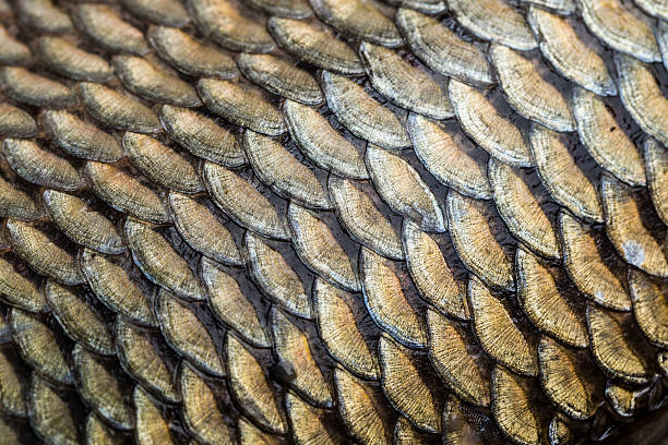 istock Carp fish scales grunge texture 523376024