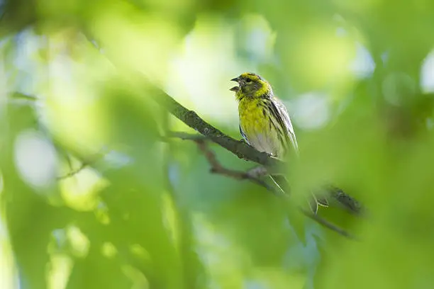 European Serin viewed through the leaves on a sunny day. Singing loud to find a partner.