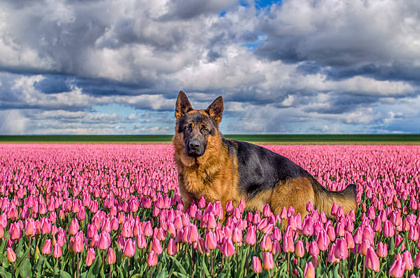 istock German Shepherd in a tulip field 523377066