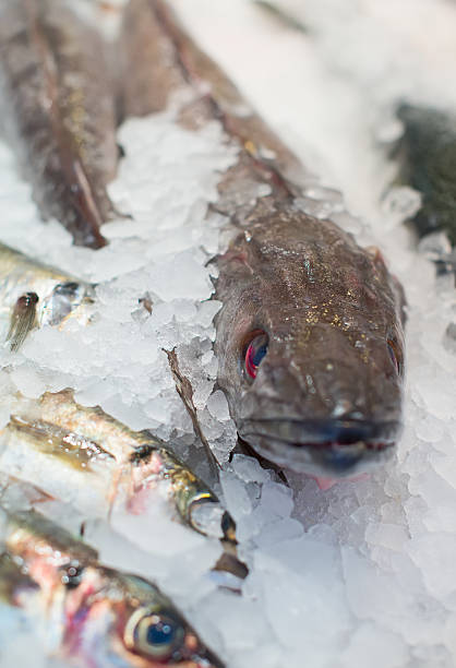 istock Frozen fish on the market. 523377119