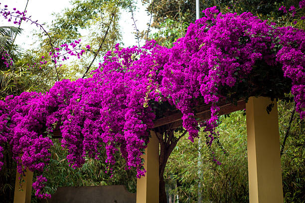 flowering bush stock photo