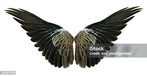 Pinion On The Sprawling White Stock Photo - Download Image Now - Anatomy, Angel, Animal