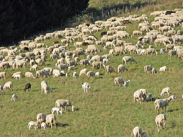 istock sheep grazing in the mountain on a lawn 523377355