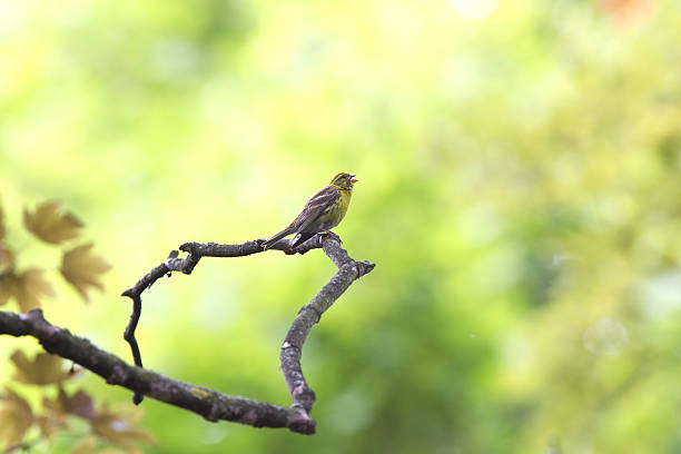 European Serin singing in sun. European Serin singing on a branch infront of a green background on a sunny day. Singing loud to find a partner. serin stock pictures, royalty-free photos & images