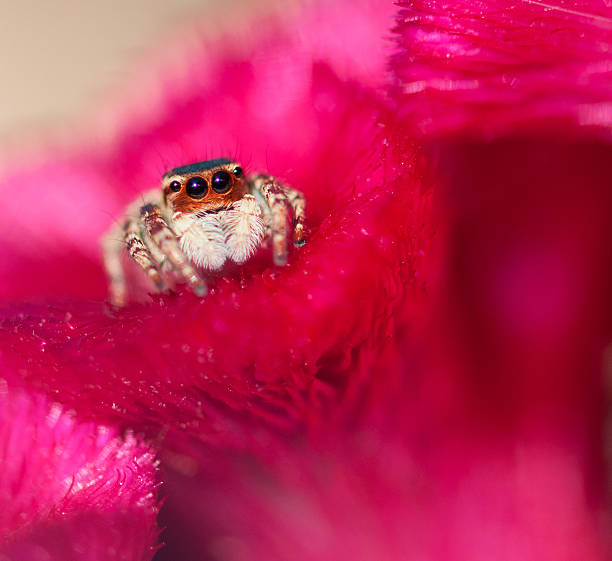 Jumper Spider stock photo