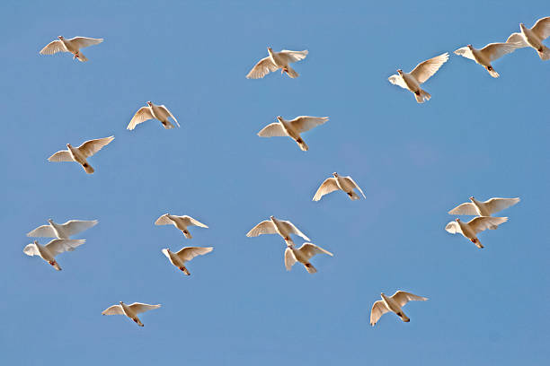 White doves fly in the sky stock photo