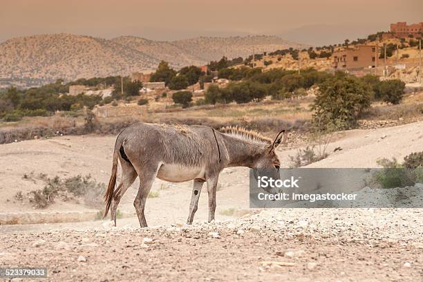 Brown Donkey Stock Photo - Download Image Now - Agriculture, Animal, Animal Wildlife