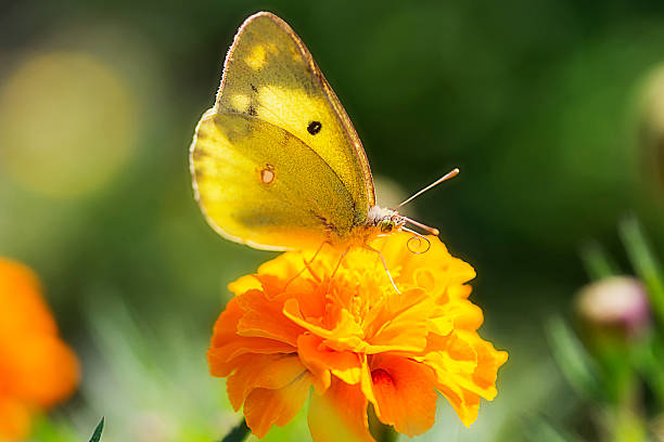 Yellow Sulphur Butterfly on Flower Yellow Sulphur Butterfly's Perching on Flower. butterfly colias hyale stock pictures, royalty-free photos & images