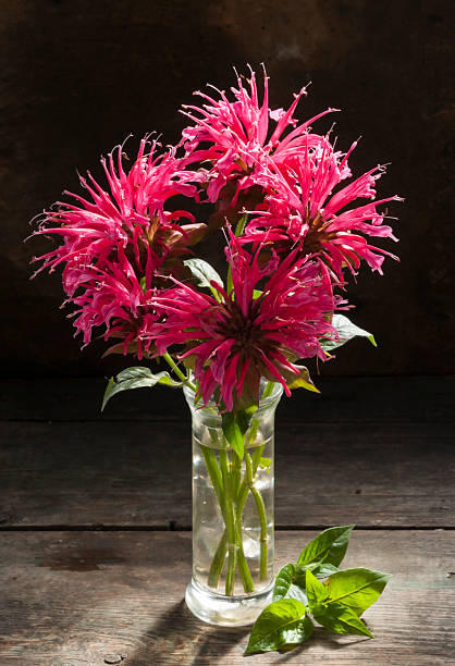 scarlet beebalm, discret nature morte - beebalm photos et images de collection