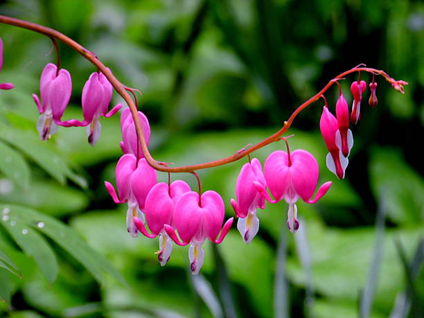 istock Garden plant 