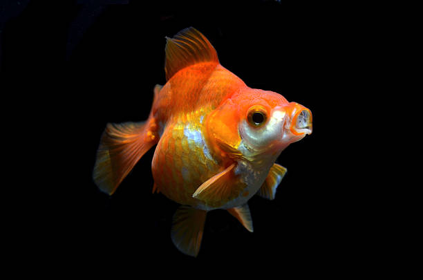 goldfish on black background stock photo