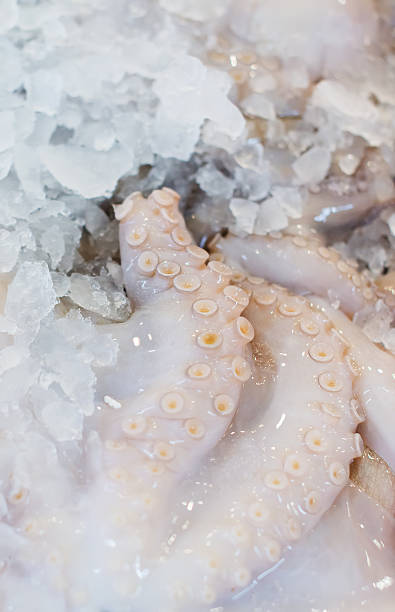 istock Frozen raw octopus in fish market. 523379455