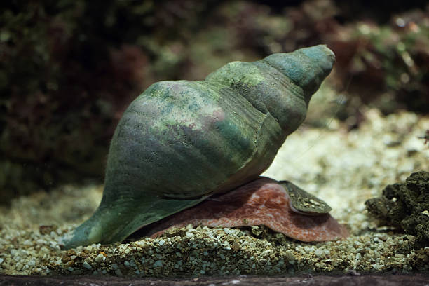 triton trompette des anges (charonia tritonis). - sea snail photos et images de collection