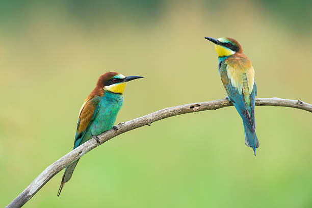 istock Two Bee-eaters on a branch 523379990
