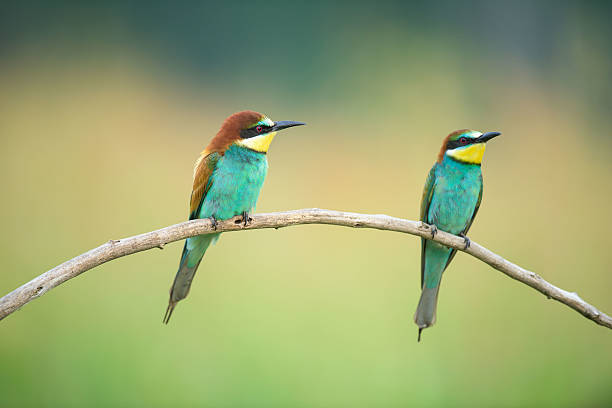 istock Two Bee-eaters on a branch 523380008