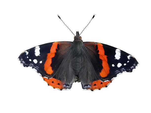 istock Butterfly: Red Admiral, Vanessa atalanta 523380292