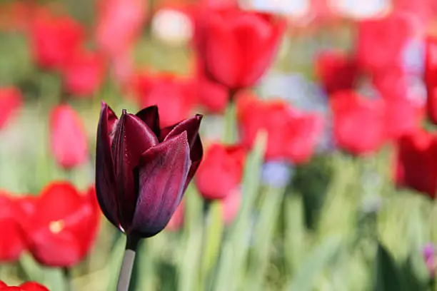 Dare to be different - a black tulip among the red ones