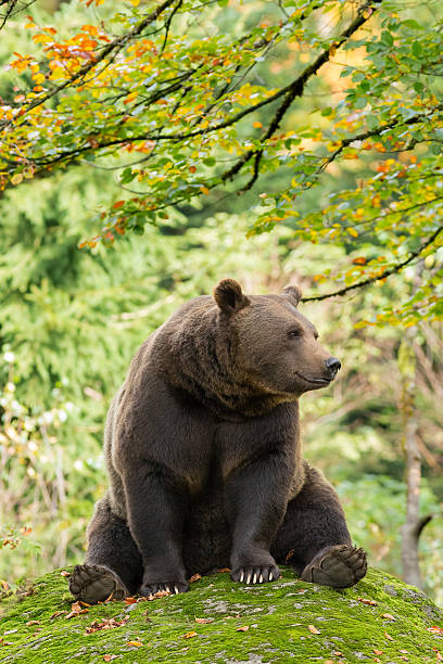istock Brown Bear in the Bavarian forest. 523380467