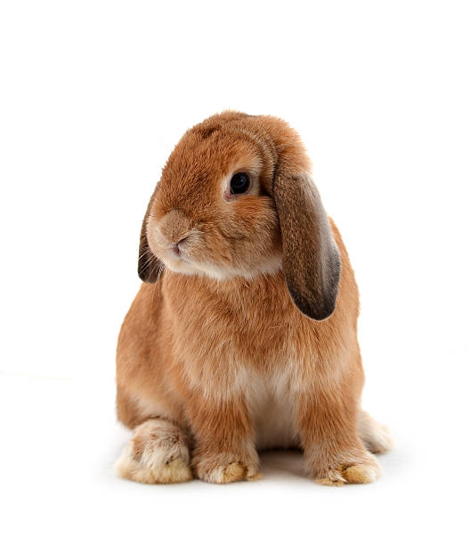 rabbit isolated on a white background stock photo