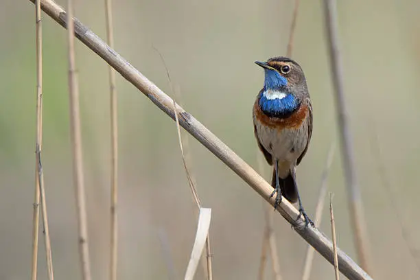 Bluethroat ( Luscinia svecica ) is sitting on reed