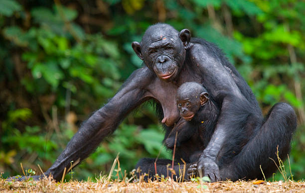 istock Female bonobo with a baby 523381332
