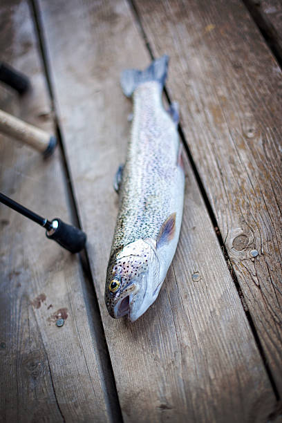 istock rainbow trout caught from fresh mountain stream 523381350