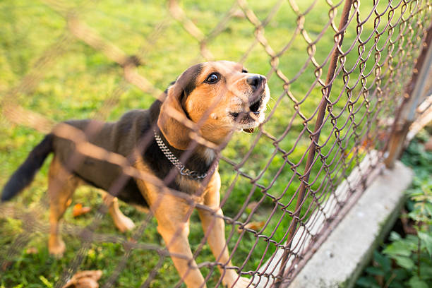 istock Cute guard dog behind fence 523381606