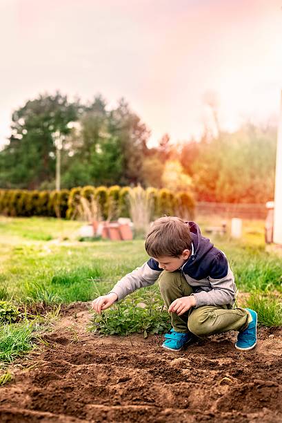 istock Child sowing vegetables in the home garden. 523381692