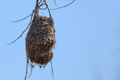 Nest of Eurasian penduline tit (Remiz pendulinus)