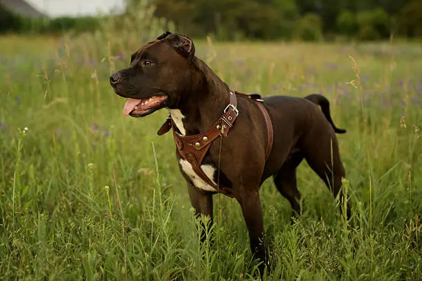 young female pit bull in a meadow