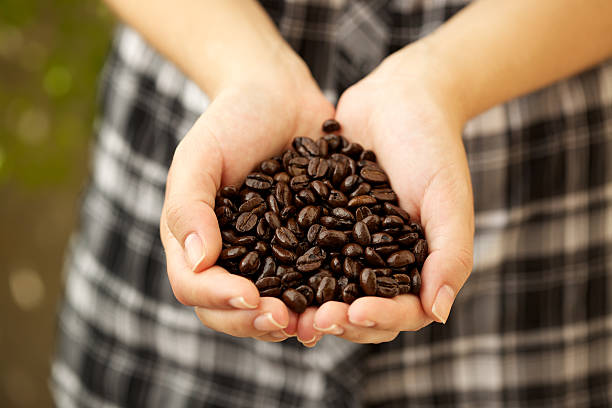 istock Group of roasted coffee beans in woman's hands 523382559