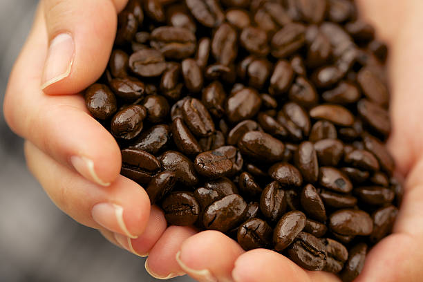 istock Group of roasted coffee beans in woman's hands 523382567