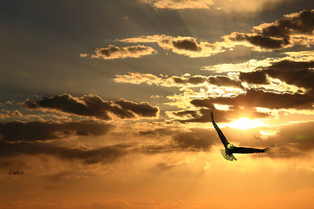 Soaring eagle Bald eagle soaring in the sky, a beautiful sunset. harpy eagle stock pictures, royalty-free photos & images