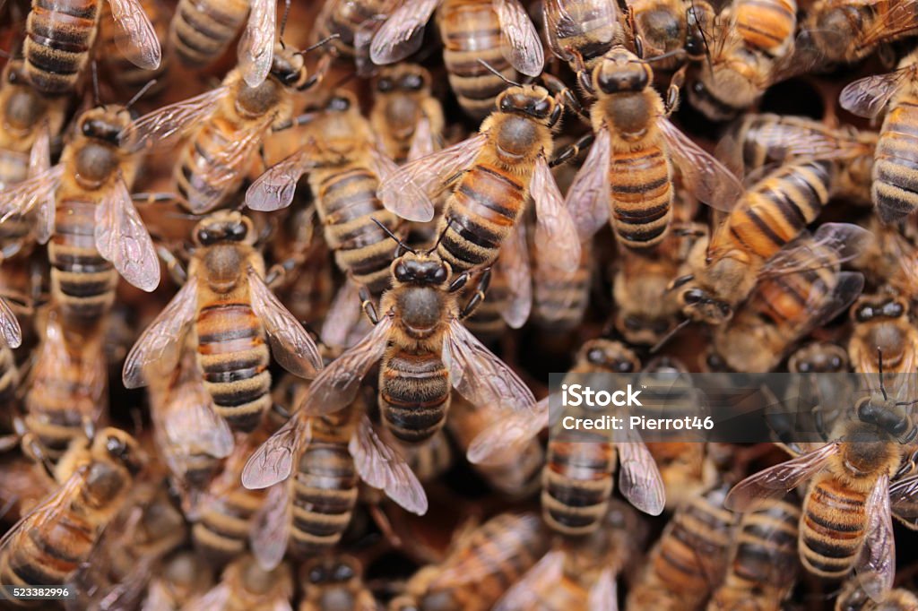 Close up view of several bees inside the hive View of several bees inside the hive. Bees take care of larva. Photo taken in France Bee Stock Photo