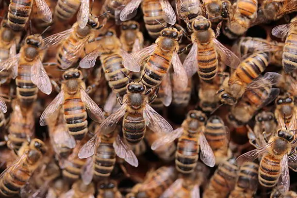 Photo of Close up view of several bees inside the hive