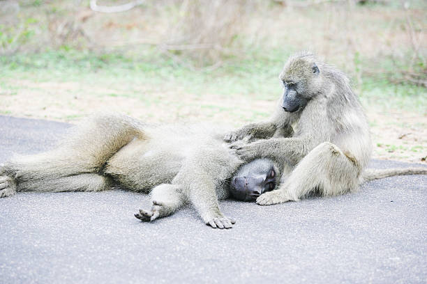 Animal baboon Africa nature wildlife safari monkey tree forest savanna scratching grass