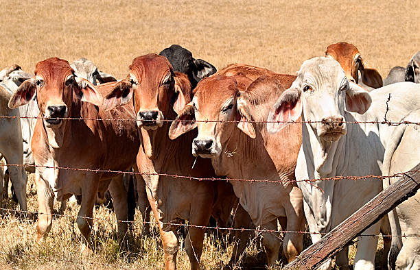 filo spinato parete di blocco bovini mucche in australiano ranch - topics barbed wire fence chainlink fence foto e immagini stock