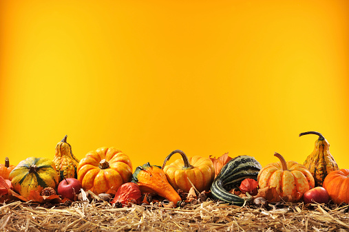 Thanksgiving – many different pumpkins on straw in front of orange background with copyspace