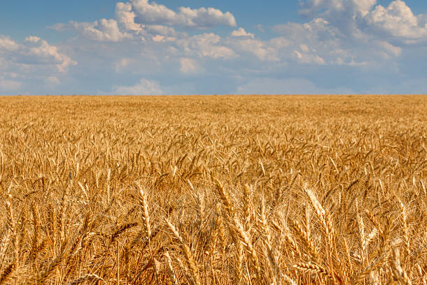 istock Field of ripe wheat 523384096
