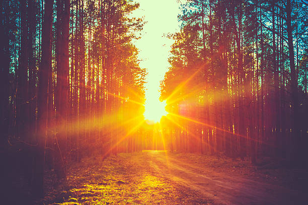 forest road atardecer sunbeams - amanecer fotografías e imágenes de stock