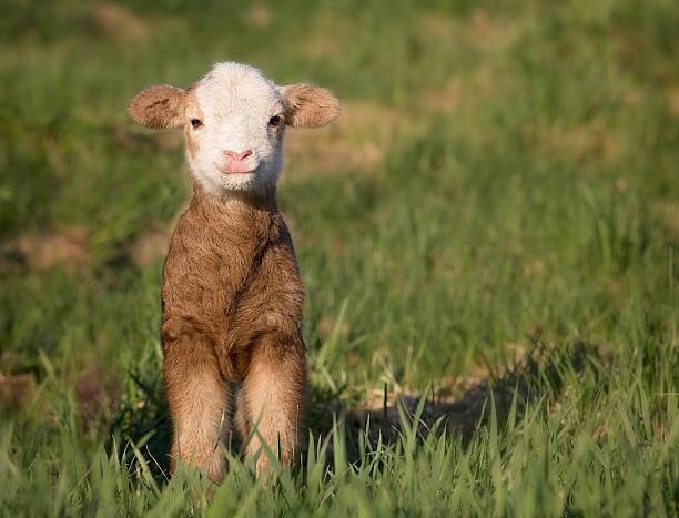 Baby lamb Close up image of a Katahdin lamb ewe, hair sheep, appearing to be smiling at the camera. lamb animal photos stock pictures, royalty-free photos & images