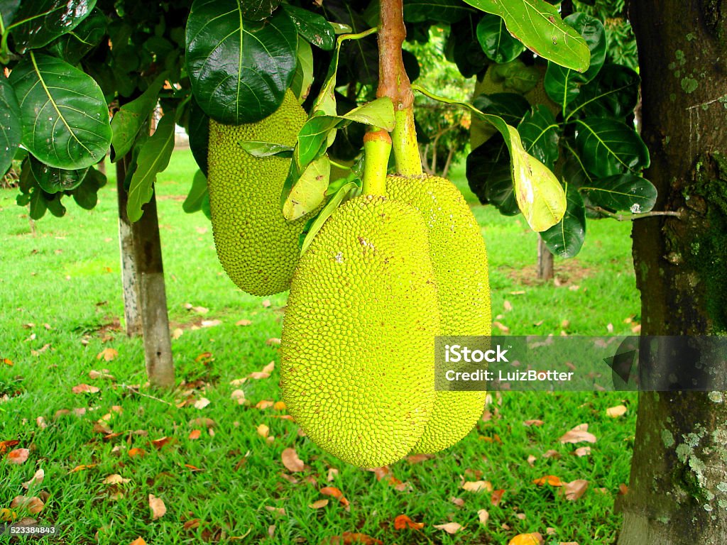 Jaca (Artocarpus heterophyllus) - Foto de stock de Aire libre libre de derechos