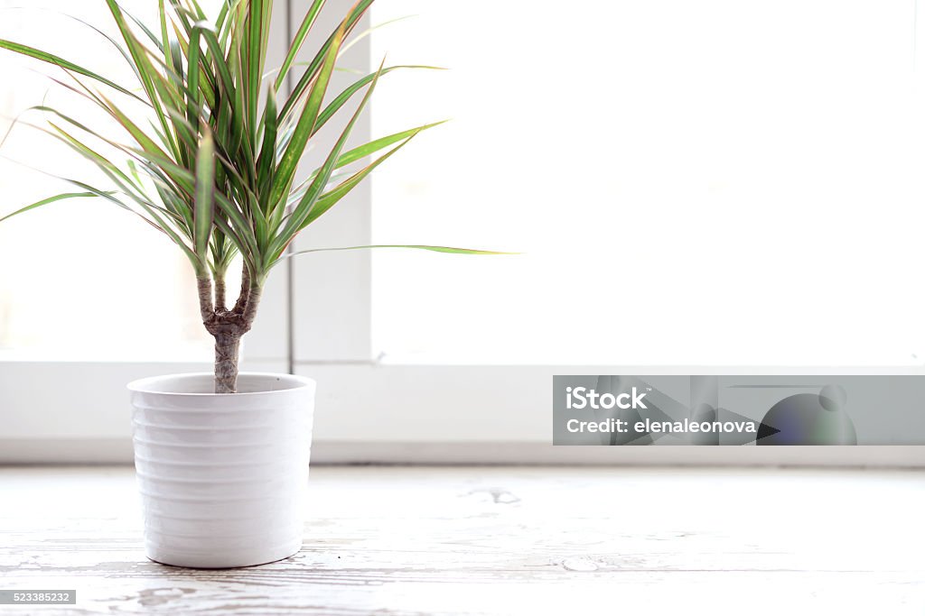 flower in a pot on a window sill at the window Dracaena Stock Photo