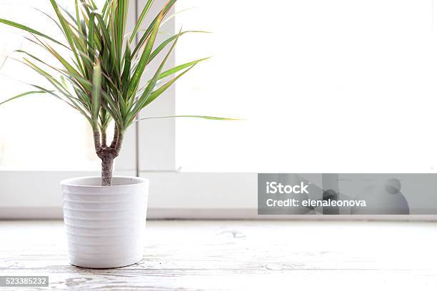Flower In A Pot On A Window Sill At The Window Stock Photo - Download Image Now - Dracaena, Houseplant, Plant