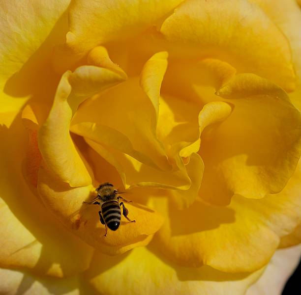 istock Yellow roses with a bee 523385760