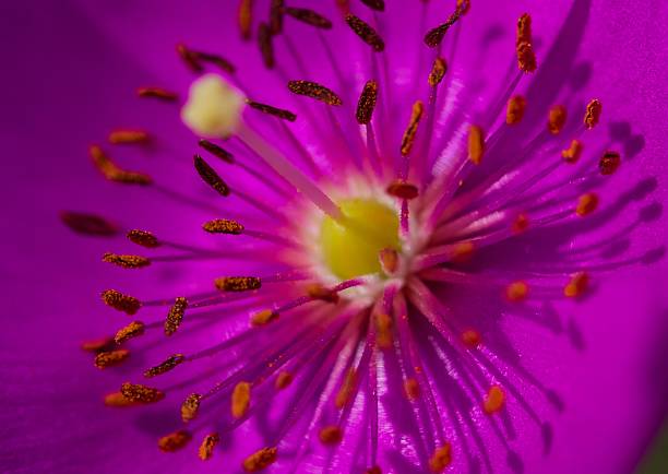 istock Anthers and stigma of pink flowers 523386168