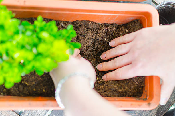 Womans hands are digging hole in clay. Out of focus green flower. Woman is preparing hole in clay by her hands.